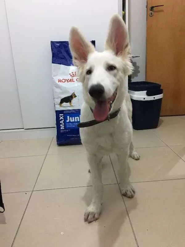 Cachorro ra a Pastor Branco idade 2 a 6 meses nome Lara