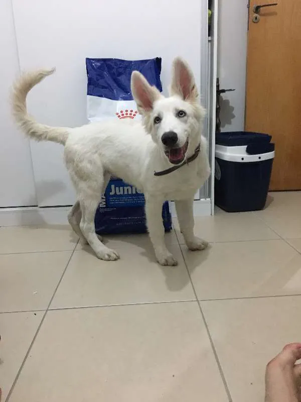 Cachorro ra a Pastor Branco idade 2 a 6 meses nome Lara