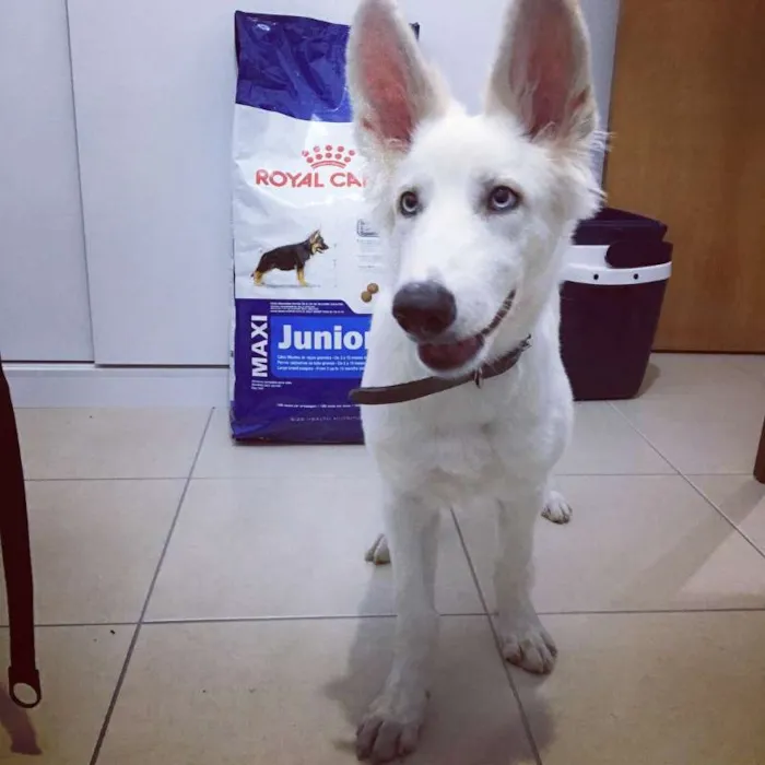 Cachorro ra a Pastor Branco idade 2 a 6 meses nome Lara