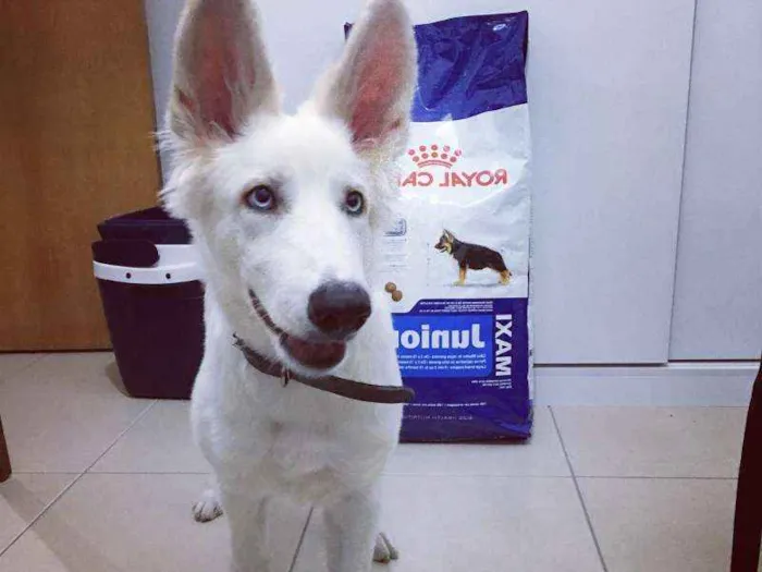 Cachorro ra a Pastor Branco idade 2 a 6 meses nome Lara