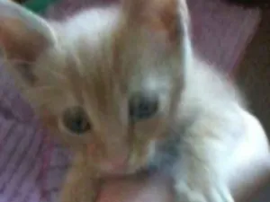 Gato raça  idade Abaixo de 2 meses nome Gina