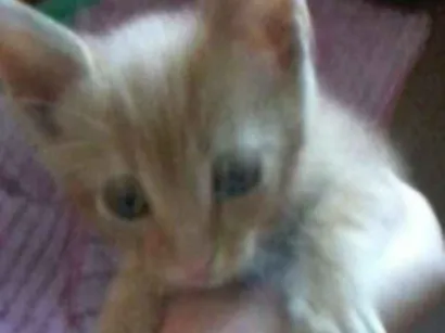 Gato raça  idade Abaixo de 2 meses nome Gina