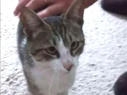 Gato raça Gato idade 7 a 11 meses nome Gato