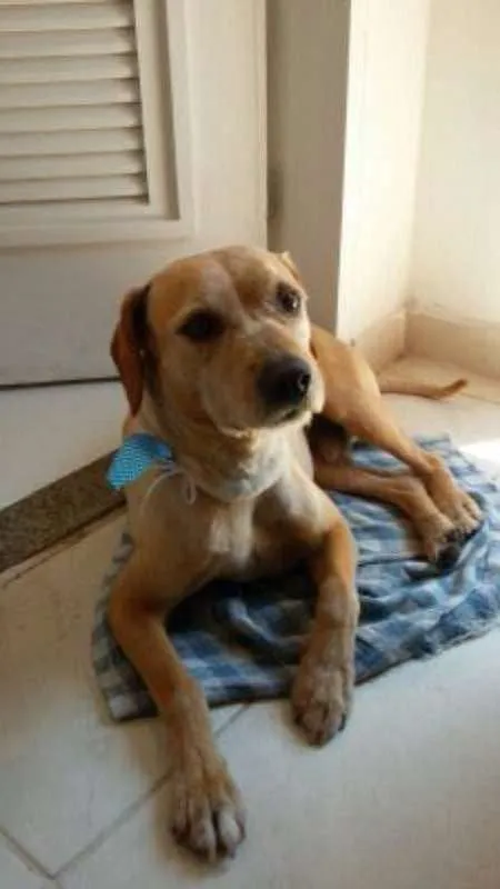 Cachorro ra a Labrador  idade 4 anos nome Lucky 