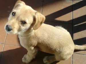 Cachorro raça Labrador  idade 4 anos nome Lucky 