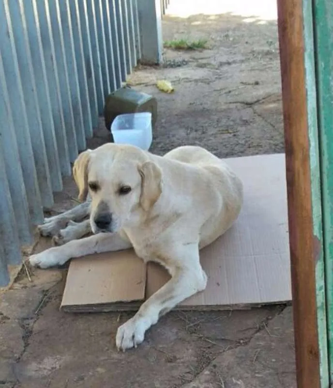 Cachorro raça Labrador (parece) idade 5 anos nome não sei esta na rua