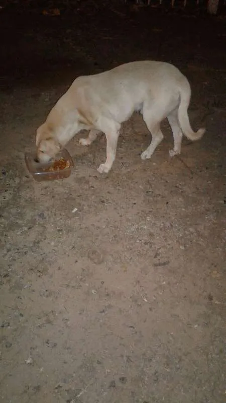 Cachorro raça Labrador (parece) idade 5 anos nome não sei esta na rua