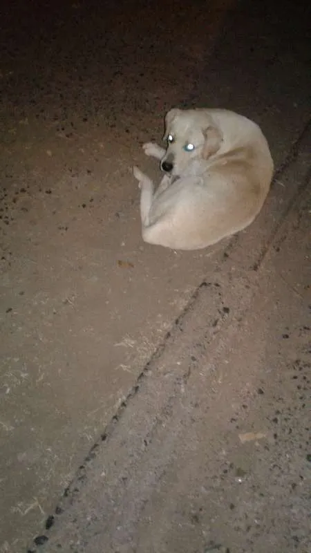 Cachorro raça Labrador (parece) idade 5 anos nome não sei esta na rua