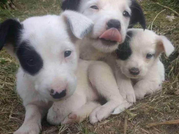 Cachorro ra a Border collie x viralata. idade 2 a 6 meses nome Indefinido