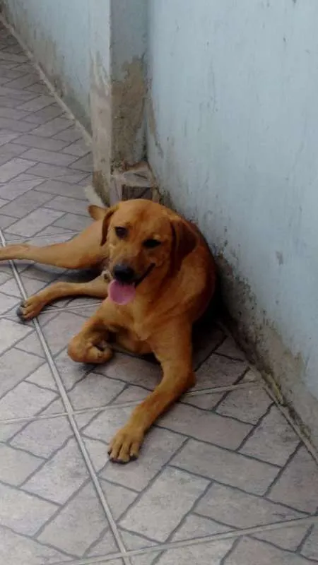 Cachorro ra a Vira Lata idade 1 ano nome Thor