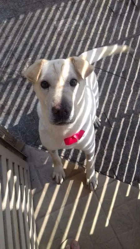 Cachorro ra a Shar pei idade 5 anos nome Branca