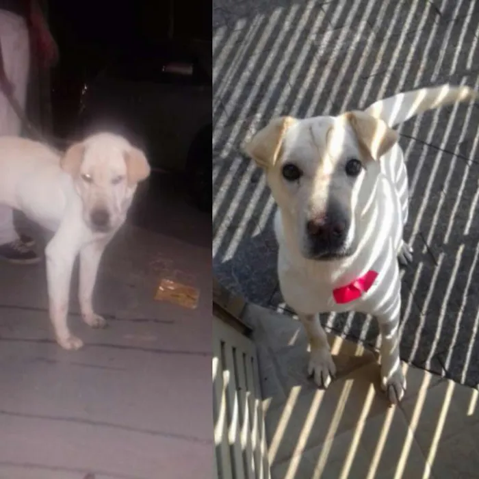 Cachorro ra a Shar pei idade 5 anos nome Branca