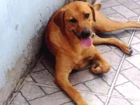 Cachorro ra a Vira Lata idade 1 ano nome Thor