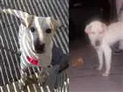 Cachorro raça Shar pei idade 5 anos nome Branca