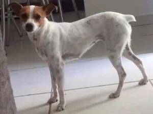 Cachorro raça  Fox Paulistinha idade 2 anos nome Sem nome