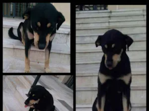 Cachorro raça Vira lata  idade 3 anos nome Linda