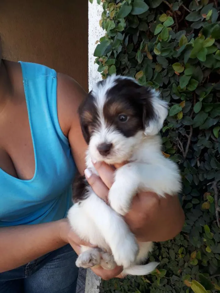 Cachorro ra a Srd idade 2 a 6 meses nome Caio 