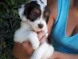 Caio 