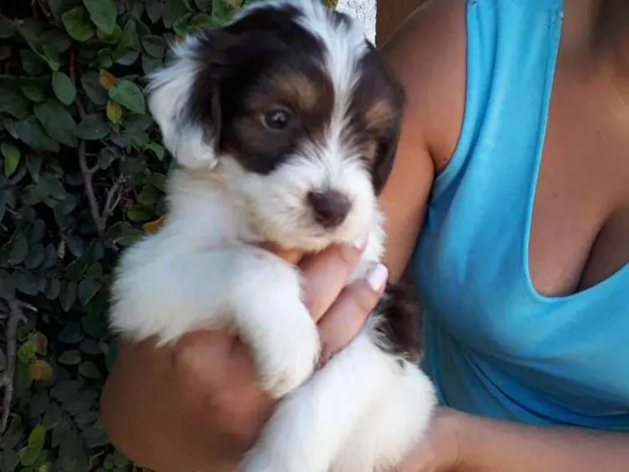 Cachorro ra a Srd idade 2 a 6 meses nome Caio 