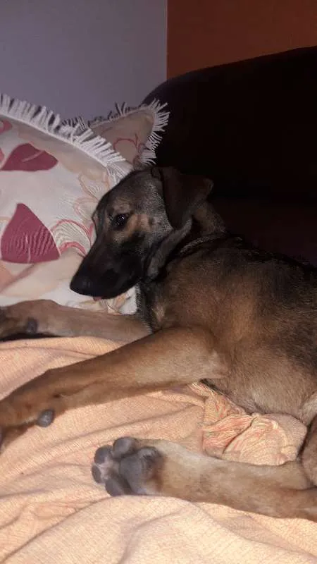 Cachorro ra a VIRA LATA idade 7 a 11 meses nome TODDY