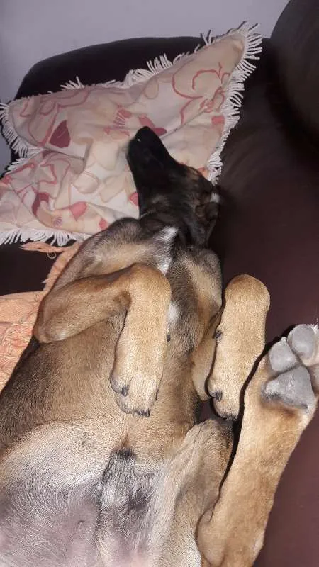 Cachorro ra a VIRA LATA idade 7 a 11 meses nome TODDY