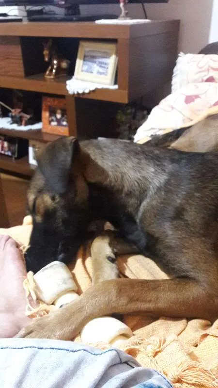 Cachorro ra a VIRA LATA idade 7 a 11 meses nome TODDY