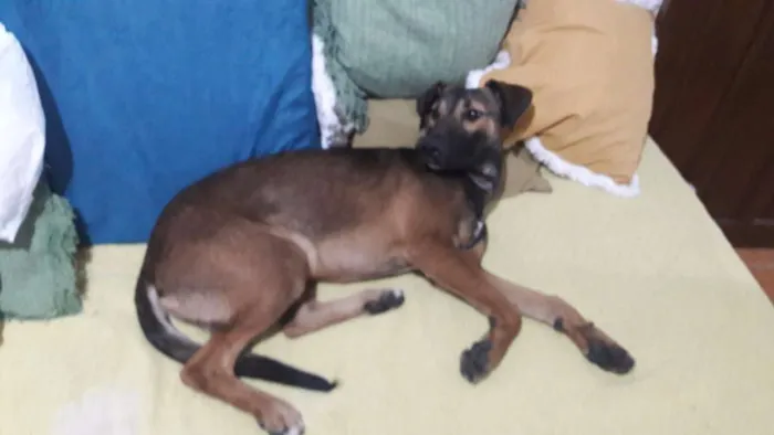Cachorro ra a VIRA LATA idade 7 a 11 meses nome TODDY
