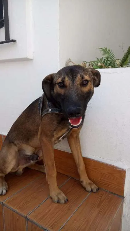 Cachorro ra a VIRA LATA idade 7 a 11 meses nome TODDY