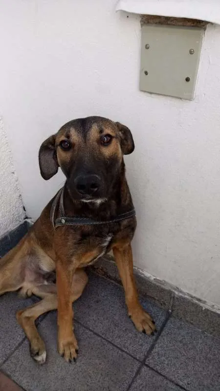 Cachorro ra a VIRA LATA idade 7 a 11 meses nome TODDY