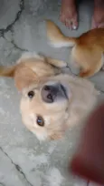 MEL