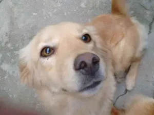 Cachorro raça SEM RAÇA idade 1 ano nome MEL