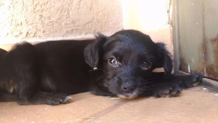 Cachorro ra a vira latas ? idade Abaixo de 2 meses nome ?