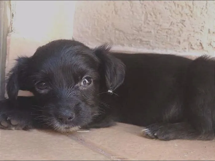Cachorro ra a vira latas ? idade Abaixo de 2 meses nome ?