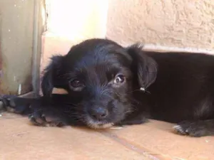Cachorro raça vira latas ? idade Abaixo de 2 meses nome ?