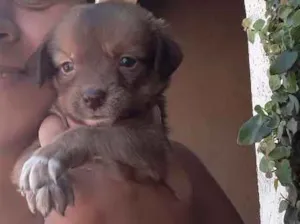 Gato raça Srd idade 2 a 6 meses nome Mari