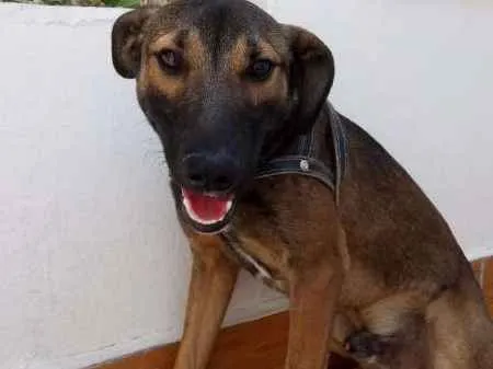 Cachorro ra a VIRA LATA idade 7 a 11 meses nome TODDY