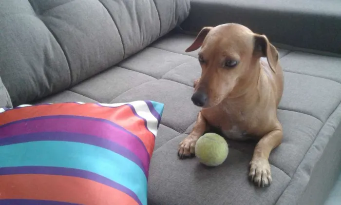 Cachorro ra a Mix dachshund/Salsicha idade 2 anos nome Pipoca