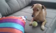 Pipoca