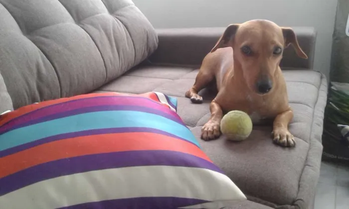 Cachorro ra a Mix dachshund/Salsicha idade 2 anos nome Pipoca