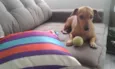 Pipoca