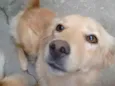 MEL