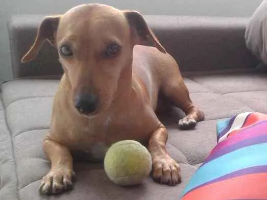 Cachorro ra a Mix dachshund/Salsicha idade 2 anos nome Pipoca