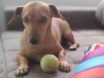 Pipoca