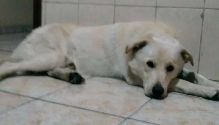 Cachorro ra a Labrador idade 2 anos nome Sem nome