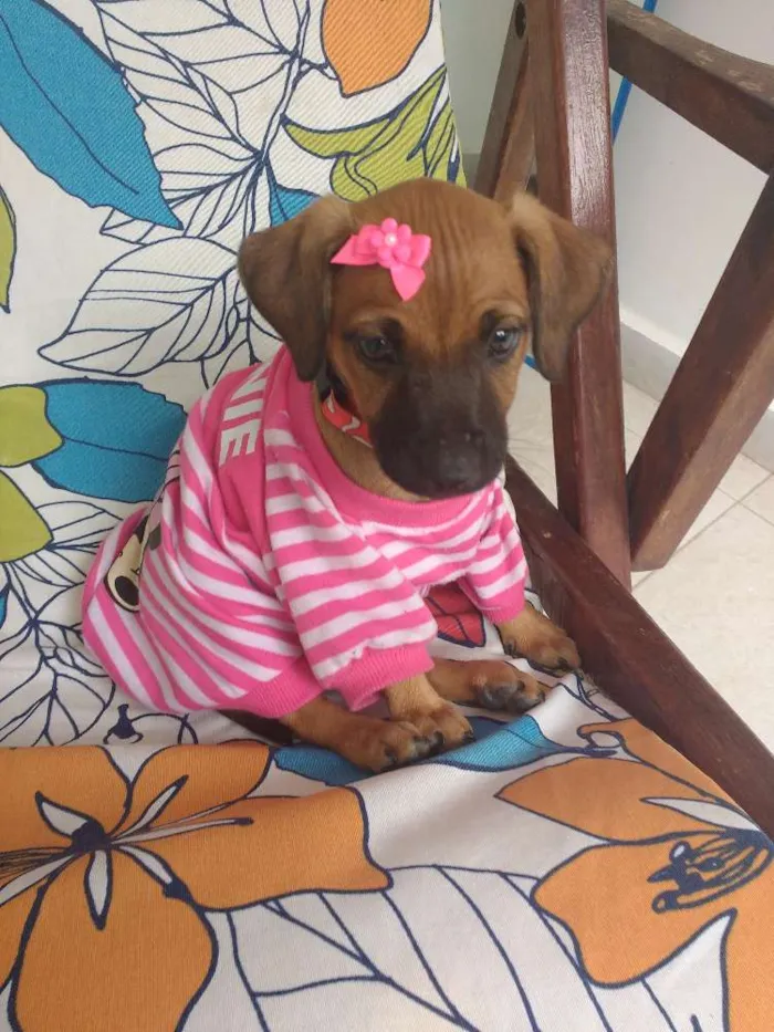 Cachorro ra a Vira lata idade 2 a 6 meses nome Não tem
