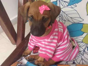 Cachorro raça Vira lata idade 2 a 6 meses nome Não tem