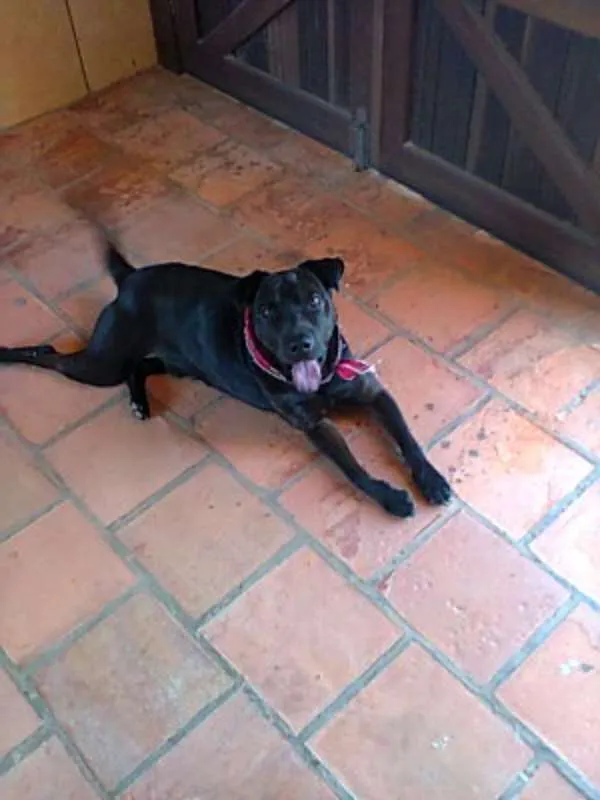 Cachorro ra a SRD idade 5 anos nome Kim