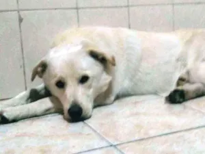 Cachorro raça Labrador idade 2 anos nome Sem nome