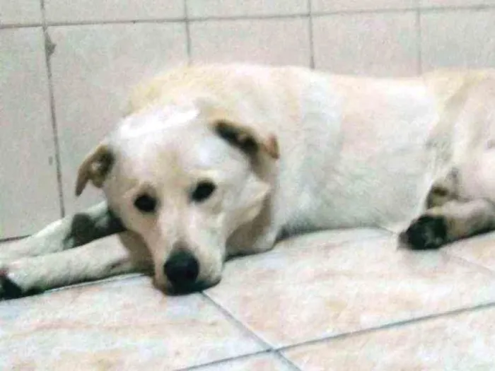 Cachorro ra a Labrador idade 2 anos nome Sem nome