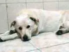 Cachorro raça Labrador idade 2 anos nome Sem nome